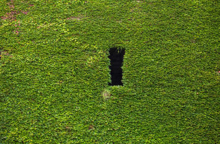 Creepers on an old castle in Barcelonaの写真素材