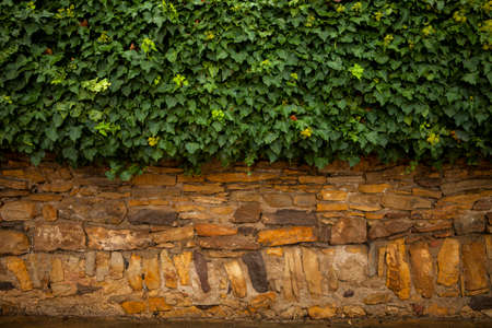 Creepers on an old wall in Peratallada, Catalonia, Spainの写真素材