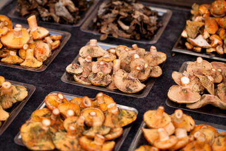 Milk cap (Lactarius deliciosus) ,red pine mushroom in a street food market. Vic, Catalonia, Spain.の写真素材