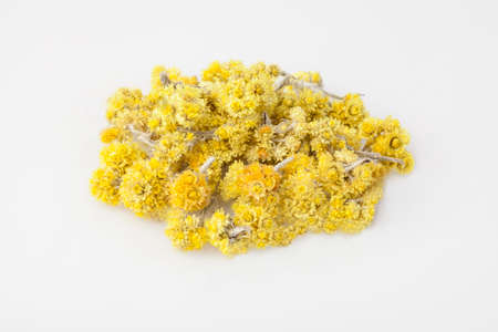 Dwarf everlast flowers isolated on the whiteの写真素材