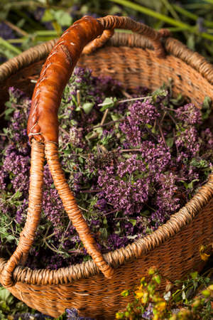 Harvested Origanum vulgare flowers. Already dried to make tea or for the spiceの写真素材