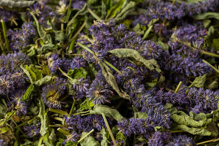 Anise hyssop (Agastache foeniculum). Already dried to make relaxing tea.の写真素材