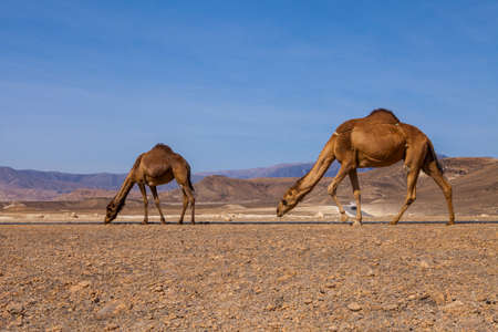 Camels in the pasture. Dhofar, Omanの写真素材