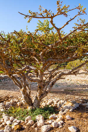 Frankincense tree, growing in a Dhofar mountains near Salalah, Omanの写真素材