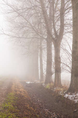 Fog in a fields near Milan, Italy. Winter.の写真素材