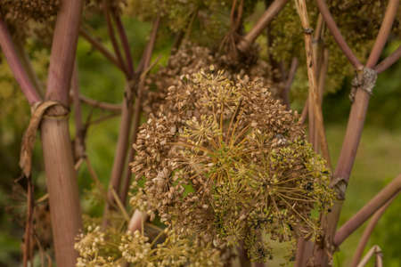 Angelica Archangelica - the plant used in culinary, Angelica oil in aromatherapy, pot - pouri.
