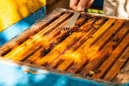 Beekeeper is working with bees and beehives on the apiary.の写真素材