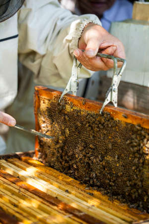 Beekeeper is working with bees and beehives on the apiary.
