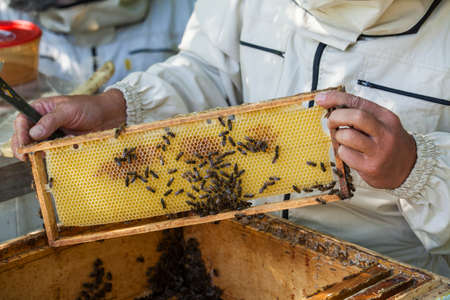 Beekeeper is working with bees and beehives on the apiary.