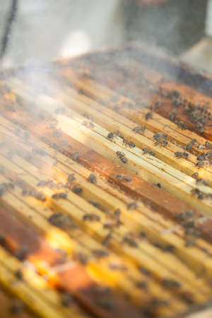 Working bees on honeycomb