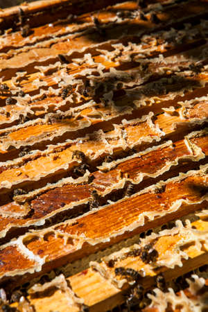 Working bees on honeycomb
