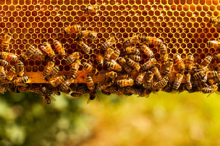 Working bees on honeycombの写真素材
