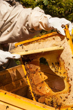 Beekeeper is working with bees and beehives on the apiaryの写真素材