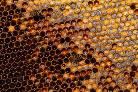 Working bees on honeycomb