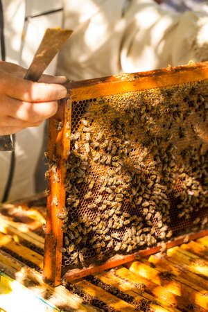 Beekeeper is working with bees and beehives on the apiary.