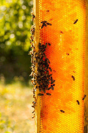 Working bees on honeycomb
