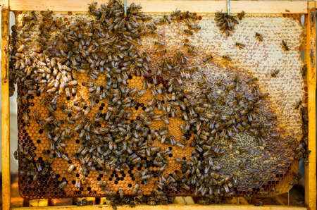 Working bees on honeycombの写真素材