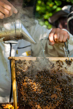 Beekeeper is working with bees and beehives on the apiary.