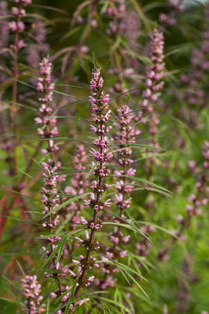 Leonurus sibiricus, commonly called honeyweed or Siberian motherwort, is an herbaceous plant species native to China, Mongolia, and Siberia.It is used as an alternative to marijuana.の写真素材