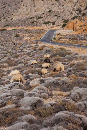 Sheep in the mountains and rural areas of Crete in Greece