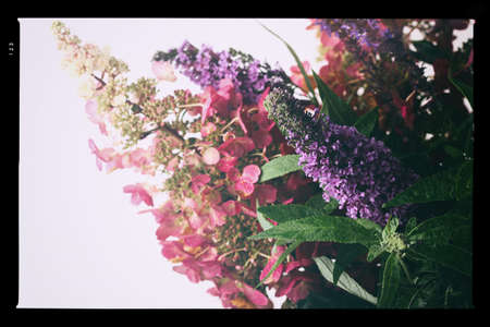 Vintage image of  lilac and pink hortensia flowers branch.