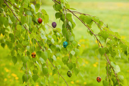 Colored easter quail eggs, hanging on birch branch. Easter concept.