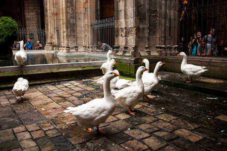 Barcelona, Spain -October 17, 2016: In the cloister of the cathedral, 13 geese are guarding the tomb of Saint Eulalia, martyred by the Romans.のeditorial素材