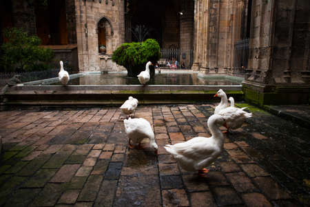 Barcelona, Spain -October 17, 2016: In the cloister of the cathedral, 13 geese are guarding the tomb of Saint Eulalia, martyred by the Romans.のeditorial素材