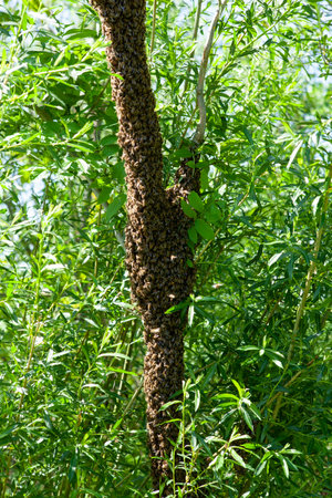 Honey bee colony on a bamboo tree in the forest. Apis mellifera