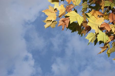 Soft autumn leaves with transitioning colors.の写真素材