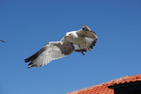 Flying seagull on a background of blue skyの写真素材