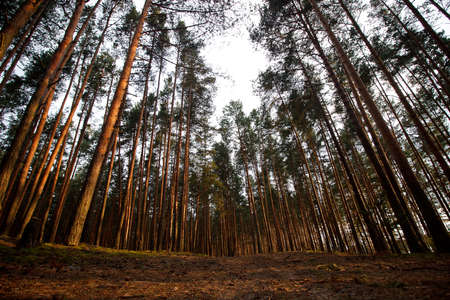Sandy road in the forest among the trees