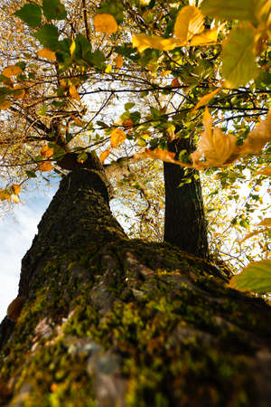 Colorful autumn foliage on a tree