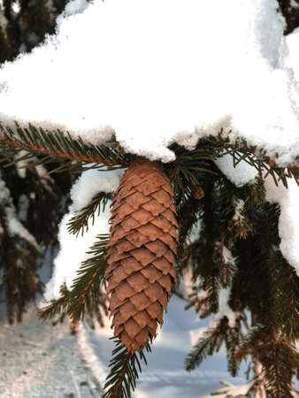 Fir cones on a Christmas tree in the winter forest and snow on the branches. Winter. Winter forestの写真素材