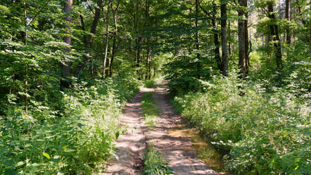 Forest road through grass and tall trees