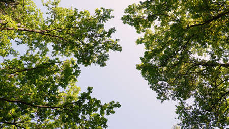 Treetops against the blue sky