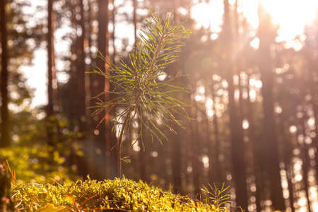 Young pine growing in the forest in the summer on a sunny dayの写真素材