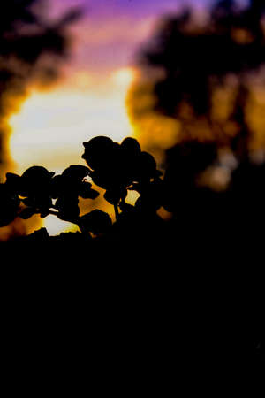 Outline of colors on the background of sunset. Paints. Background. Abstractionの写真素材