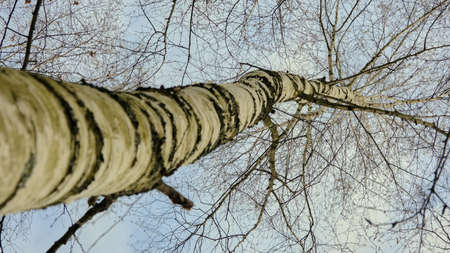 View of a spring birch from below against a blue sky