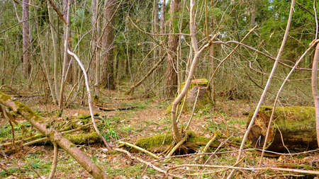 Moss on fallen trees in the spring forest