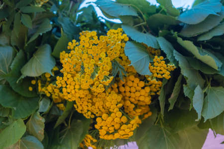Bouquet of yellow tansy in green leaves