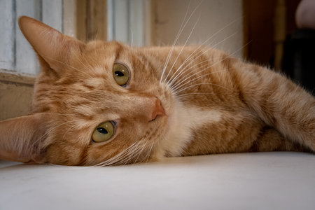 Cute red-haired cat lies on the bed and looks at the camera with loving eyes.の写真素材