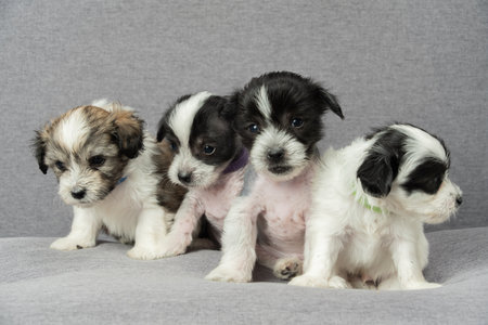 Small dog puppies on the couchの写真素材