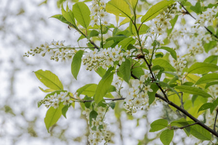 Bird cherry flowering in the spring forest in windy weatherの写真素材