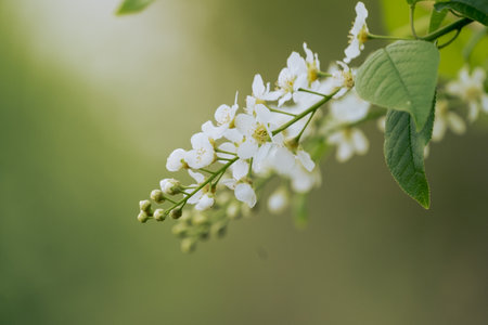 Bird cherry flowering in the spring forest in windy weatherの写真素材