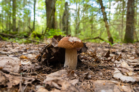 A mushroom growing in the grass in the forest on a sunny summer dayの写真素材