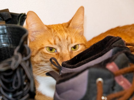 Ginger cat hiding among shoesの写真素材
