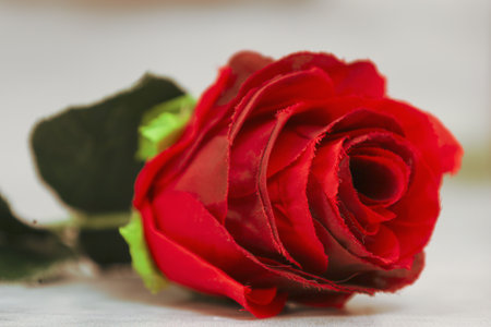 Red Toy Rose with Green Leavesの写真素材