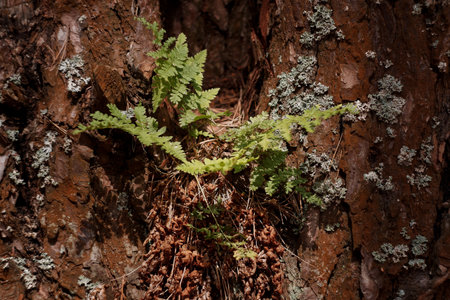 A small plant is emerging from the trunk of a tree