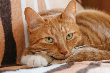 A closeup view of an orange cat comfortably laying on a cozy couchの写真素材
